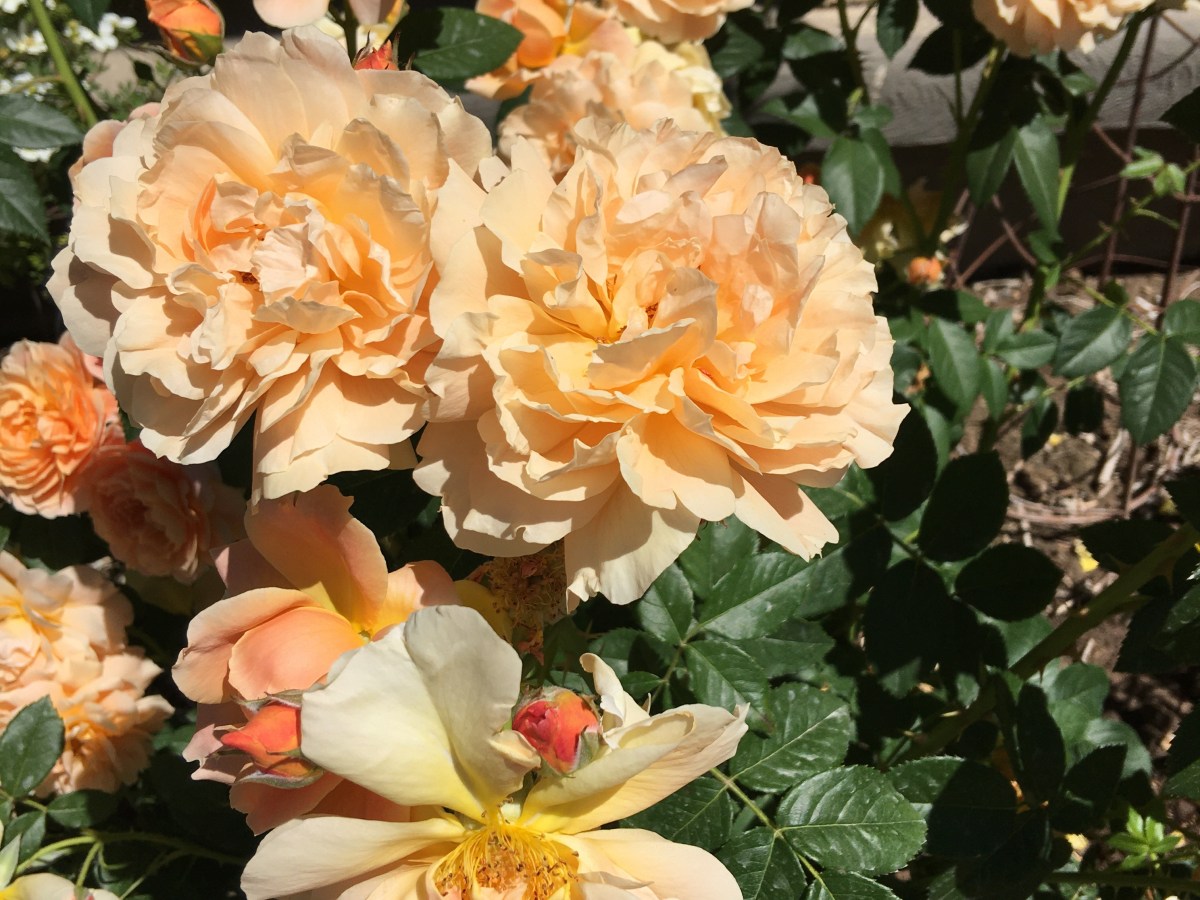 Today I had a visitor in the garden 🐝🦋