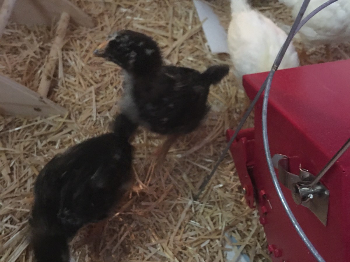 The chicks are growing!